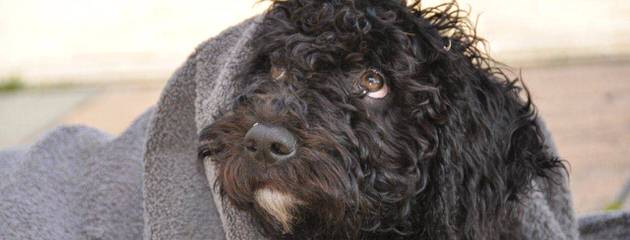 Hampton Village Spanish Water Dogs - Dog and Puppy Pictures