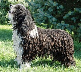 Lija Spanish Water Dogs - Dog Breeders