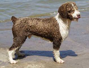 Spanish Water Dog Puppies - Dog and Puppy Pictures