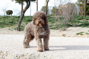 Lija Spanish Water Dogs - Dog Breeders