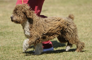 Spanish Water Dog Puppy - Dog and Puppy Pictures