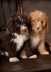 Spanish Water Dog Puppy - Dog Breeders