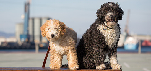 Hampton Village Spanish Water Dogs - Dog Breeders