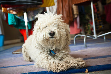 Spanish Water Dog Puppy - Dog Breeders