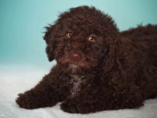 Fundy Bay Spanish Water Dogs - Dog Breeders