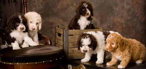 Fundy Bay Spanish Water Dogs - Dog Breeders