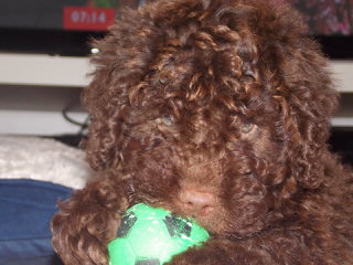 Spanish Water Dog Puppies - Dog Breeders