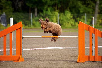 Spanish Water Dog Puppy - Dog and Puppy Pictures