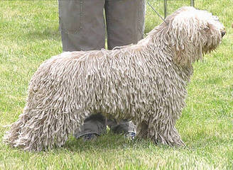 O’Reilly Spanish Water Dogs - Dog Breeders