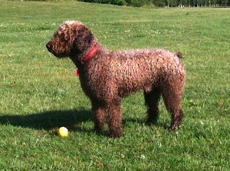 Hampton Village Spanish Water Dogs - Dog and Puppy Pictures