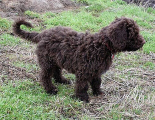 Spanish Water Dog Puppies - Dog and Puppy Pictures