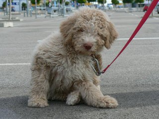 Lija Spanish Water Dogs - Dog and Puppy Pictures