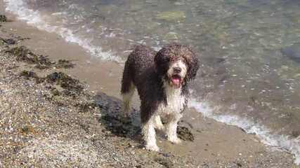Highview Spanish Water Dogs - Dog Breeders