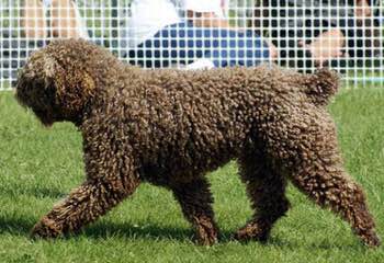 O’Reilly Spanish Water Dogs - Dog Breeders