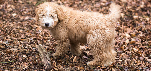 Spanish Water Dog Puppies - Dog Breeders