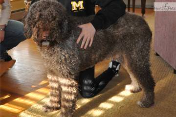 Hampton Village Spanish Water Dogs - Dog and Puppy Pictures