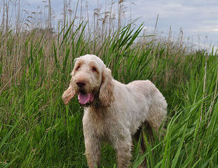 O’Reilly Spanish Water Dogs - Dog Breeders