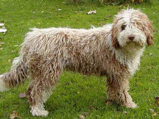 Spanish Water Dogs Of Colorado - Dog Breeders