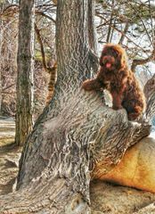 Lija Spanish Water Dogs - Dog Breeders