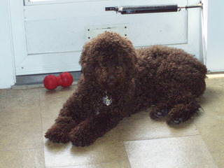 Lija Spanish Water Dogs - Dog and Puppy Pictures