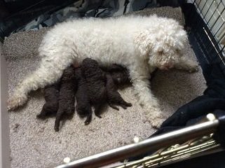 Fundy Bay Spanish Water Dogs - Dog and Puppy Pictures