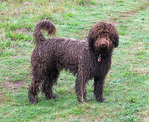 Lija Spanish Water Dogs - Dog Breeders