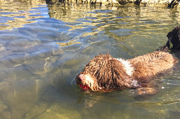 Spanish Water Dogs Of Colorado - Dog and Puppy Pictures