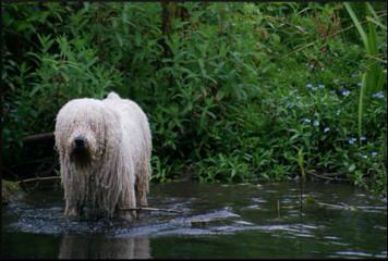 Spanish Water Dogs Of Colorado - Dog Breeders