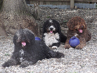 Fundy Bay Spanish Water Dogs - Dog and Puppy Pictures