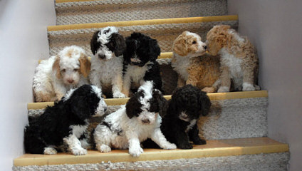 Hampton Village Spanish Water Dogs - Dog Breeders