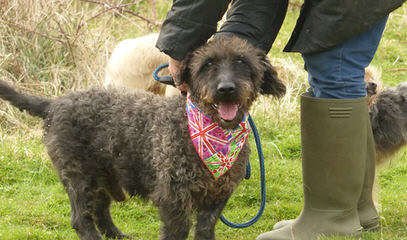 Spanish Water Dogs Of Colorado - Dog and Puppy Pictures