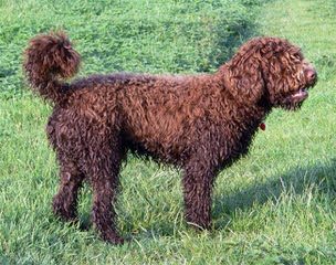 Lija Spanish Water Dogs - Dog Breeders