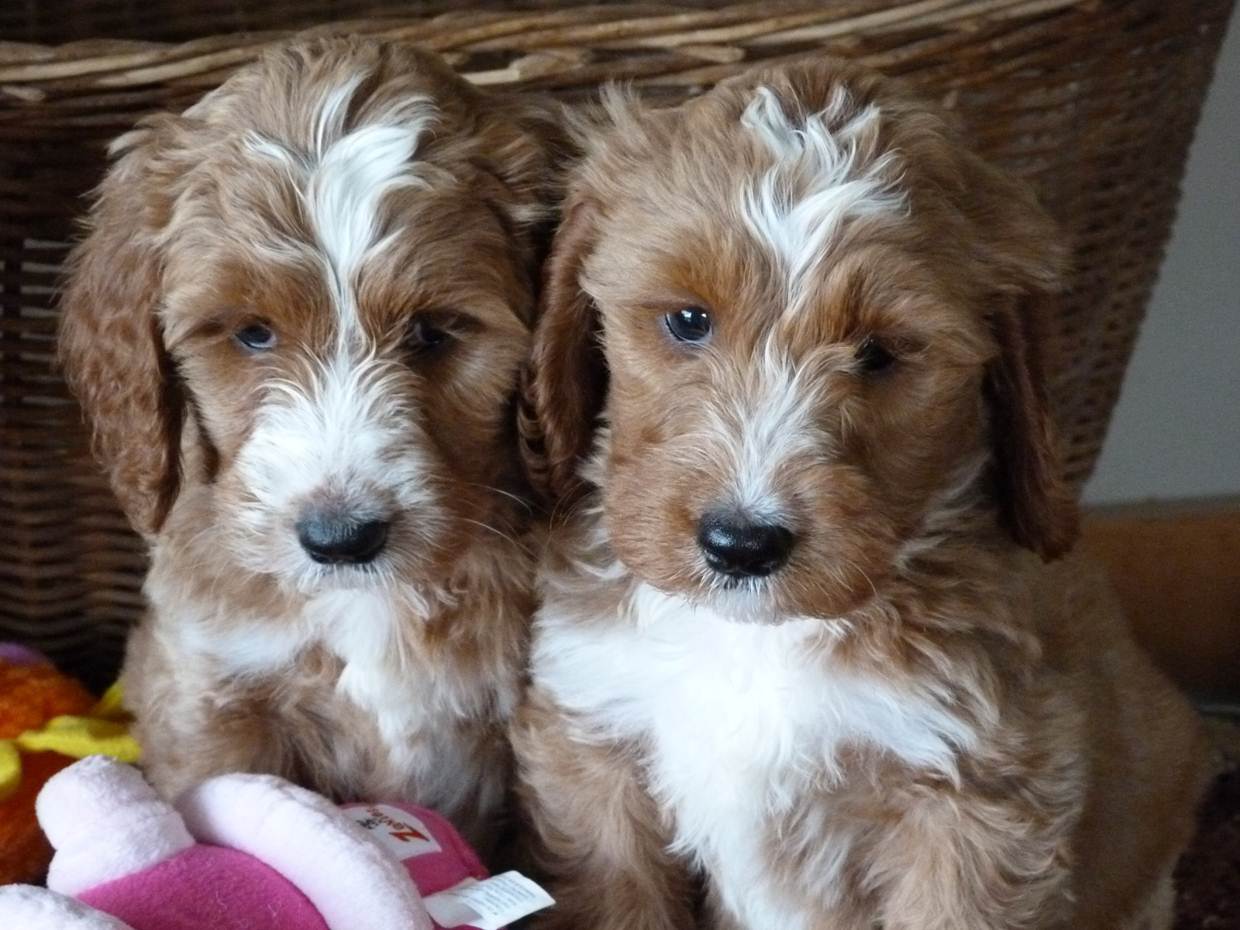 Springerdoodle Dogs and Puppies