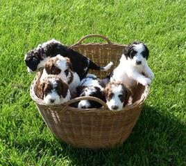 Springerdoodle And Cavapoo Pups - Dog Breeders