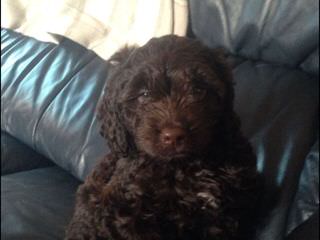 Springerdoodle And Cavapoo Pups - Dog Breeders