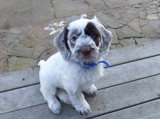 Springerdoodle And Cavapoo Pups - Dog and Puppy Pictures