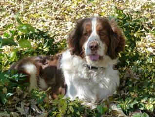 Springerdoodle And Cavapoo Pups - Dog Breeders