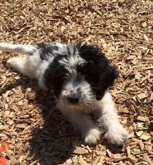 Springerdoodle And Cavapoo Pups - Dog and Puppy Pictures
