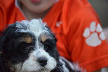 Springerdoodle And Cavapoo Pups - Dog and Puppy Pictures