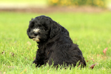 Mini-Springerdoodles! - Dog Breeders