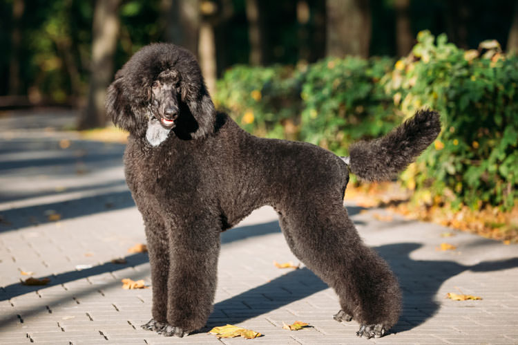 Standard Poodle Dogs and Puppies