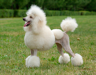 Standard Poodle Dogs and Puppies