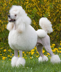 Firebrook Poodles - Dog and Puppy Pictures