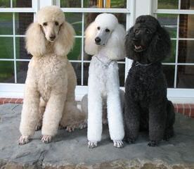 A Patchwork Of Poodles - Dog Breeders