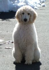 Country Haven Standard Poodles - Dog and Puppy Pictures