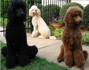 Elegant Poodles - Dog Breeders