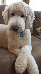 TLC by the Lake Standard Poodle and Doodles - Dog Breeders