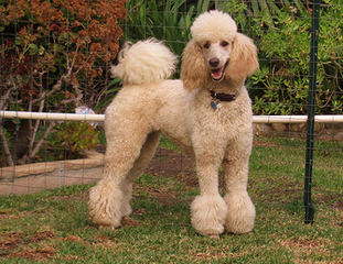 JMS Standard Poodles - Dog and Puppy Pictures