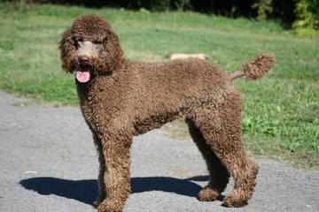 Hidden Meadows Parti Poodles - Dog Breeders