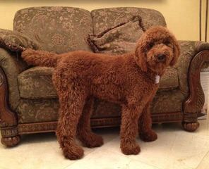 Akc Standard Poodles - Dog Breeders